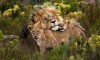 Cape Town, Winelands, Garden Route, and Safari - 10 noči, 6x green fee, rent a car